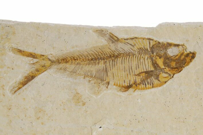 Detailed Fossil Fish (Diplomystus) - Wyoming #318611